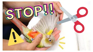 WING CLIPPING/FLIGHT FEATHER TRIMMING | Why You Should Leave Your Birds Flighted