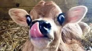 beautiful cow,cow,cow videos,cow video,beautifull cow,brautiful cow,most beautiful cow,beautiful cow