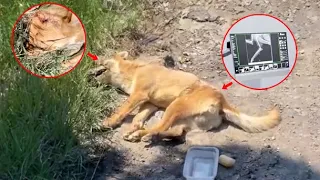 The dog had a broken leg and a fractured skull lying on the side of the road, waiting to die...