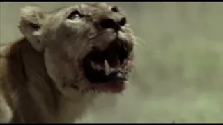 Prehistoric America | American Lion vs Short-Faced Bear | BBC | American Serengeti .