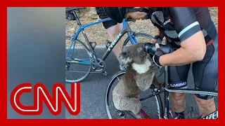 Thirsty koala stops cyclists