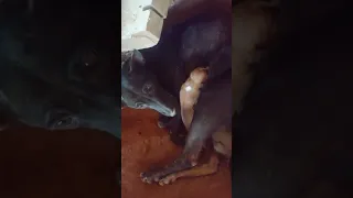 mother take care of newborn puppy