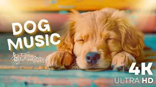 8 Hours Yuyu Pet Music 🐶 Soothing Lullaby to Calm And Relax Your Dog | Relaxing Music For Dog