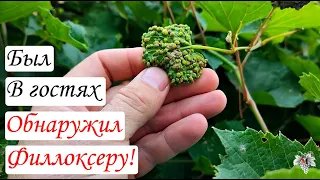 Карантинный ВРЕДИТЕЛЬ ВИНОГРАДА!!! Как выглядит заражение ФИЛЛОКСЕРОЙ