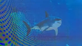 3D  MASSIVE GREAT WHITE SHARK in Nassau Bahamas 8-24-23