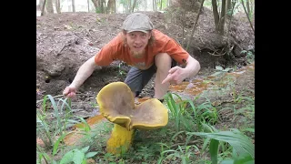 GIANT mushroom in Ghana