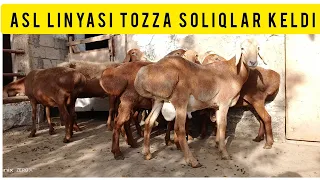 TOZZA LINYALI NASILIK SOGʻLIQLAR KELDI SHOSHILAMIZ