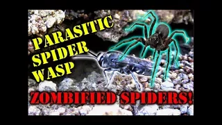 the Parasitic Wasp that Zombifies Spiders!