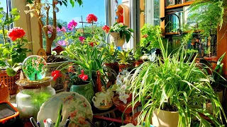 комнатные растения - лето на окошке, что цветёт