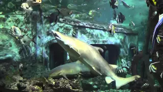 Воронежский океанариум - Кормление акул// Voronezh Aquarium - shark feeding