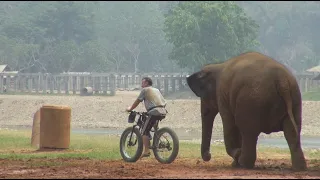 Elephant Follow A Man Who Appears In The Evening With Bicycle - ElephantNews