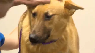 Adoption process underway for dog abandoned near Dowdy Ferry Road in Dallas