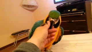 Арочка моя говорит и балуется funny parrot macaw talking