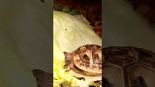 turtle eat salad🥗🐢