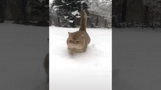Кот бежит по снегу.