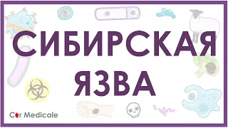 Сибирская язва: микробиология возбудителя, формы, проявления, патогенез, принцип лечения - кратко