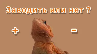 Плюсы и минусы бородатый агамы-БОРОДАТАЯ АГАМА 🤎🧡￼