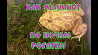 Как по ночам квакают украшенные лягушки рогатки