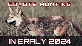 20 kilss Coyotes down in early 2024[ 6 MM ARC AR-15 ]