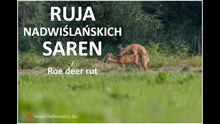 Ruja nadwiślańskich saren / Roe deer rut | fotografuj #zemną
