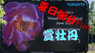 富貴花🌺牡丹花展 多倫多生活 [夏日紛分Fun] Poeny Festival The Oshawa Valley Botanical Gardens