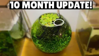 Jungle Style Planted Fish Bowl - 10 Month Update!