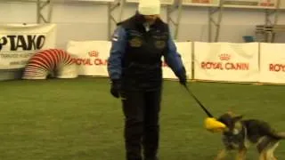 Обучение щенка движению рядом через игру с мячом (Unerschrocken Aza 4 мес. )