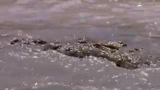 Male lion fights GIANT crocodile