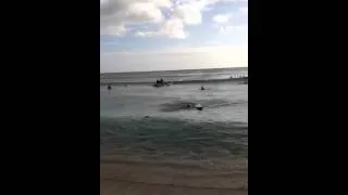 5 year old surfer waikiki oahu