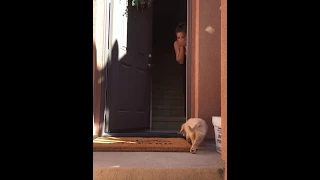 Surprise Golden Retriever Puppy