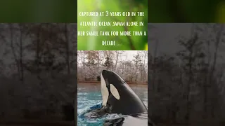 Worlds Loneliest Orca Kiska dead at 47