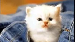 Slide - show beautiful kittens! Слайд-шоу красивых котят!