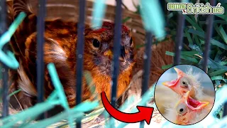 The FINAL Eggs HATCH! | Breeding British Birds S2:Ep16