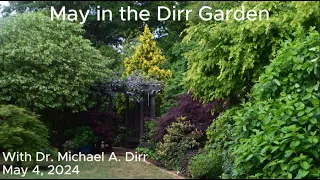 May in the Dirr Garden