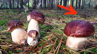 THE MUSHROOM PICKER WAS BLOWN UP BY A "MINE". Collecting Porcini Mushrooms in the Forests of Siberia