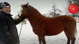 привезли двух кобылок на продажу