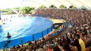 Orcas - Loro Parque