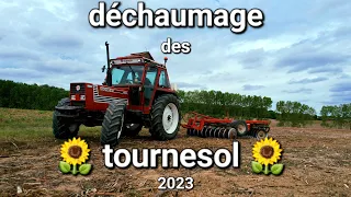 déchaumage du tournesol 🌻