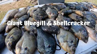 Giant Bluegill & Shellcracker Fishing 2023