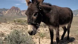 Jackson the Red Rock Canyon Burro