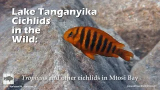 Lake Tanganyika Cichlids in the Wild: Tropheus and other cichlids in Mtosi Bay