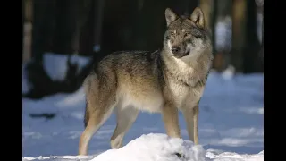 Colorado Wolves