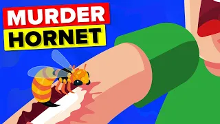 Murder Hornet Sting, This Is How Painful It Is