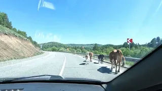 Дорога на Телецкое озеро, едим отдыхать.