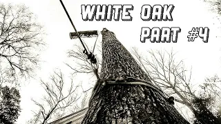 (raw) #4 That one large white oak job in Georgia .