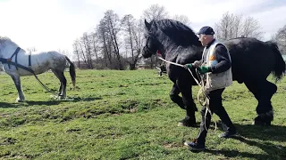 ПЕРШЕРОН ЮРА,РОБОТА ПОВНИМ ХОДОМ ЙДЕ/ЖЕРЕБЕЦЬ НА ПАРОВКУ/КОНІ ВАГОВОЗИ