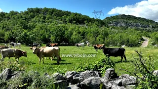 AKTUALE - Prëtash Sinishtaj, një histori suksesi në blegtori