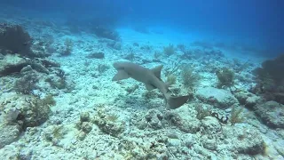 Free swimming nurse shark-Key West 5.12.24