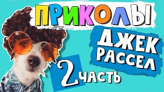 Смешной ДЖЕК РАССЕЛ терьер ПРИКОЛЫ/Часть 2/Funny Jack Russell Terrier Dogs Video Compilation/Part 2