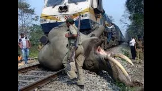 Animal hit by train | Animal vs Tain Compilation #1